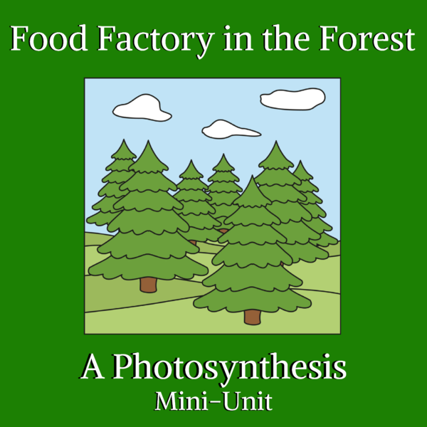 photosynthesis-in-a-forest