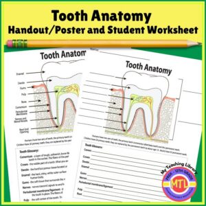 Tooth Anatomy Diagram and Worksheet