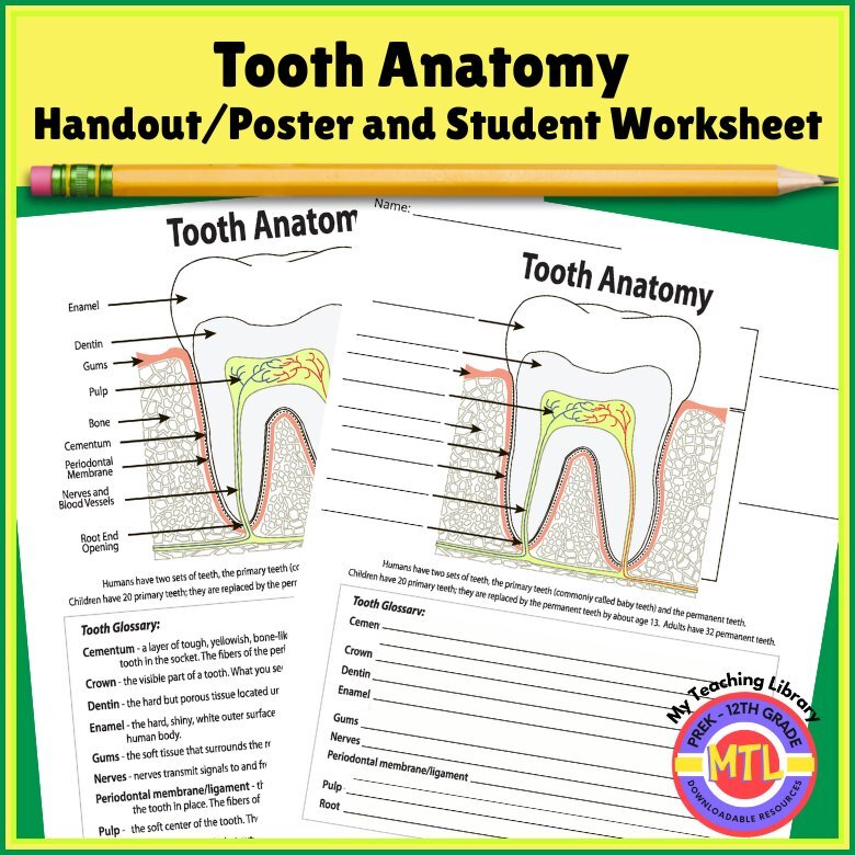 Z 26 Tooth Anatomy worksheet