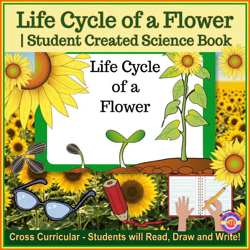 Z 5 Life Cycle of a Flower