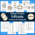 Celluar Division - Mitosis - Handouts and Posters
