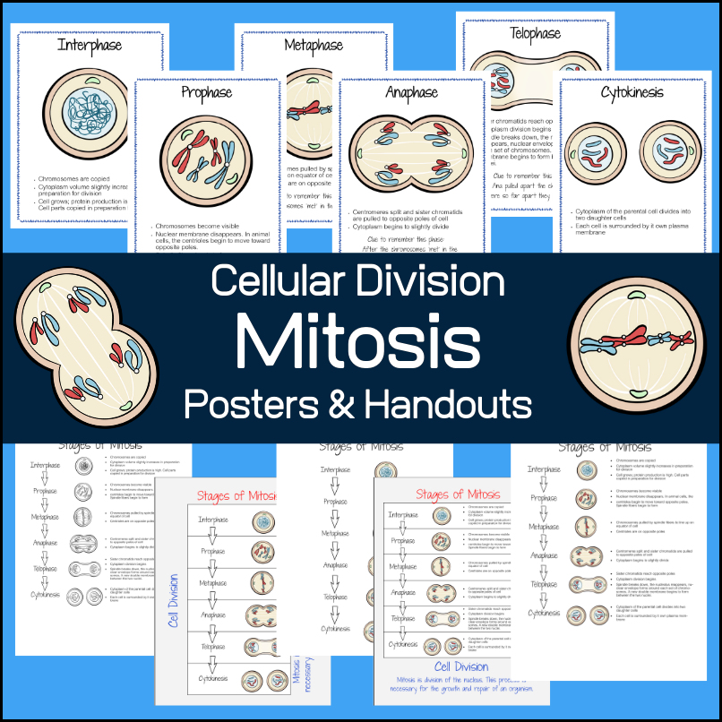 Celluar Division - Mitosis - Handouts and Posters