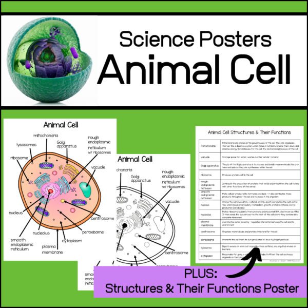Animal Cell Posters - Labeled parts of