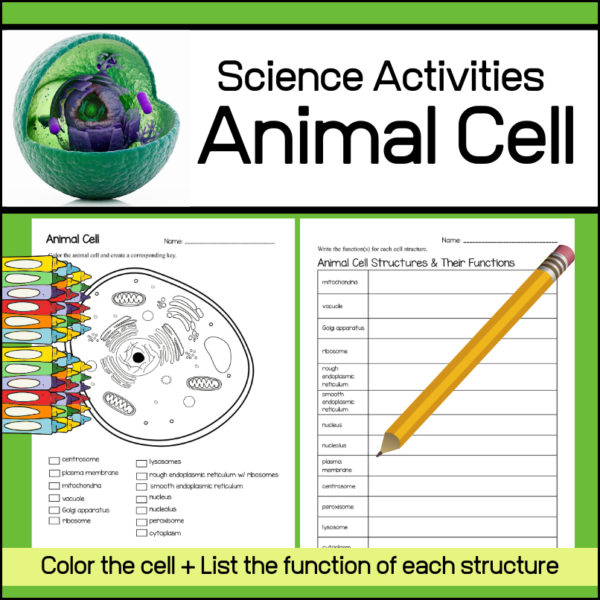 This Science / Biology resource includes 2 activity worksheets for students to help them review the structures / organelles of an animal cell and the main function(s) of each. Structures /organelles include: centrosome, plasma membrane, mitochondria, vacuole, Golgi apparatus, ribosome, lysosomes, rough endoplasmic reticulum, smooth endoplasmic reticulum, nucleus, nucleolus, peroxisome, cytoplasm