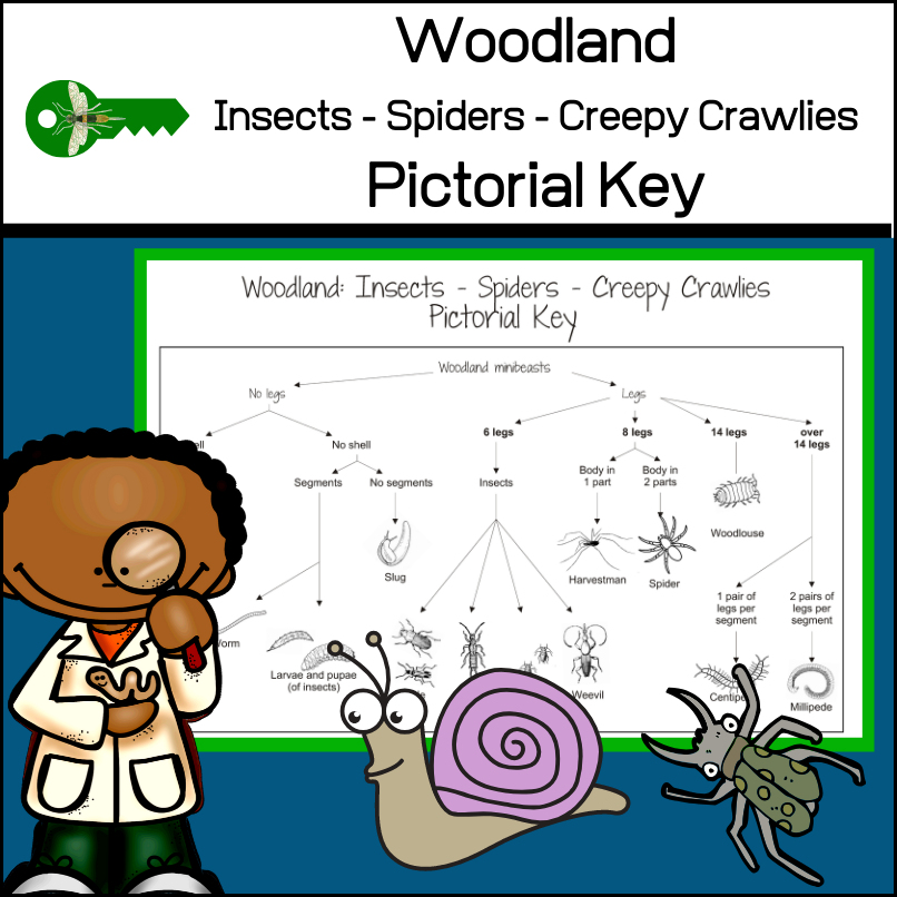 insect pictorial guide - woodland insects