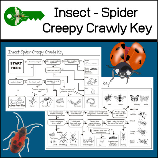 Students love entomology! What is that bug? Some may use the term MINI-BEAST. Is it an insect, a spider, a slug? If it is an insect (with 6 legs) is it a fly, a bee, a beetle? This easy to use SCIENCE ID KEY will help students answer these questions through easy to follow steps!