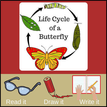 Life Cycle of a Butterfly - Read, write, draw