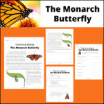The Monarch Butterfly - Informational Text and Worksheets