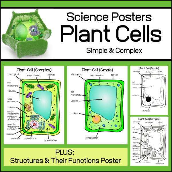 Plant Cell Posters - Simple Cell and Complex Cell