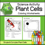 plant cell coloring worksheets