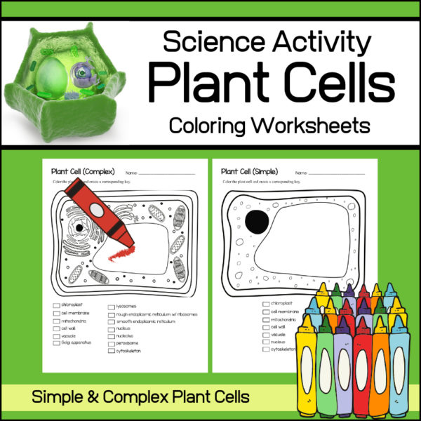 plant cell coloring worksheets