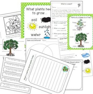 Let's Learn about Plants | Science for 1st and 2nd Grades - My Teaching ...