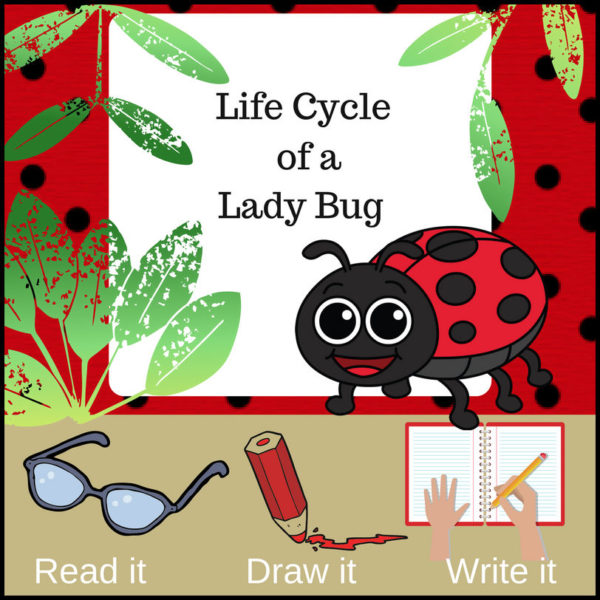 Life Cycle of a Ladybug - Beetle