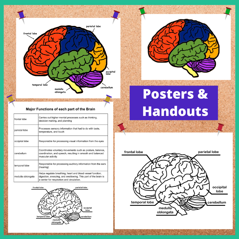 Human Brain Anatomy Posters And Worksheets My Teaching Library Chsh Teach Llc