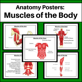 Human Anatomy - Muscles