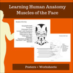 Muscles of the Face - Posters and Worksheets