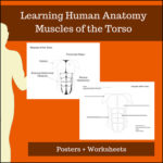 Anatomy - Torso - Muscles
