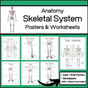 anatomy posters skeletal system