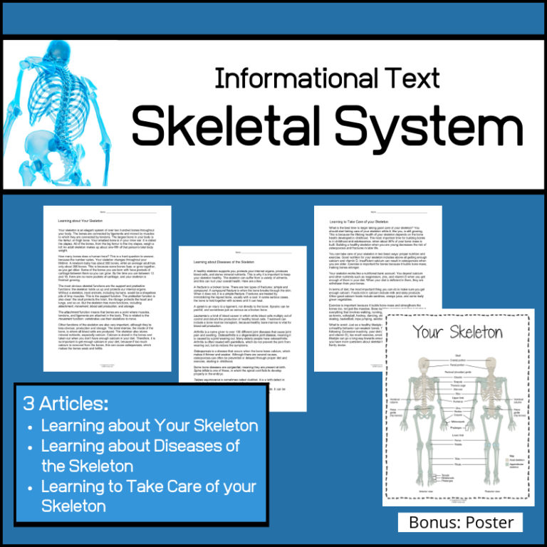 informative essay about skeletal system
