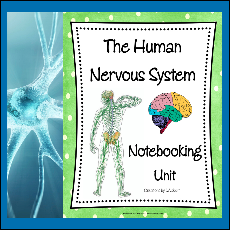 nervous system notebooking