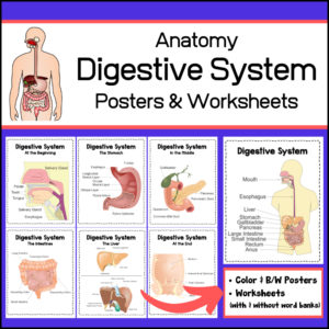 Biology - Anatomy - Digestive System Posters