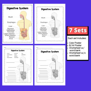 Digestive System | Anatomy Posters and Worksheets - My Teaching Library ...