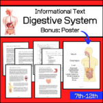 Human Anatomy - Digestive System Overview