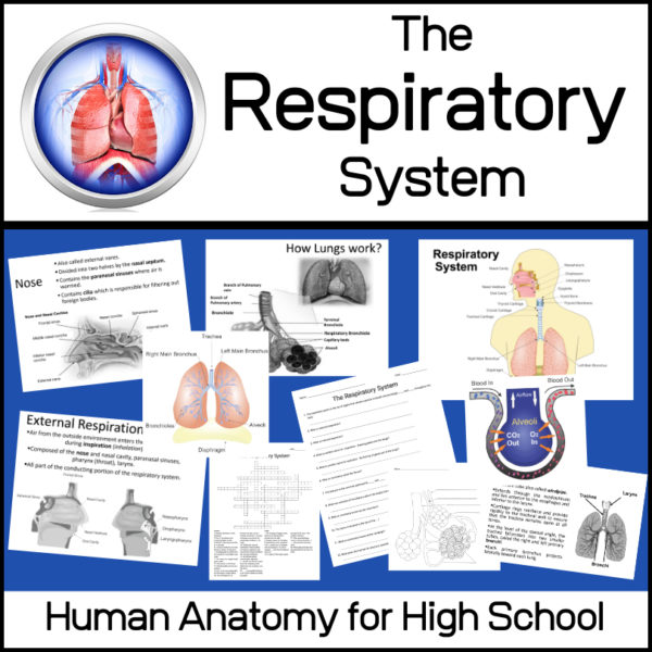 biology-respiratory-system-anatomy