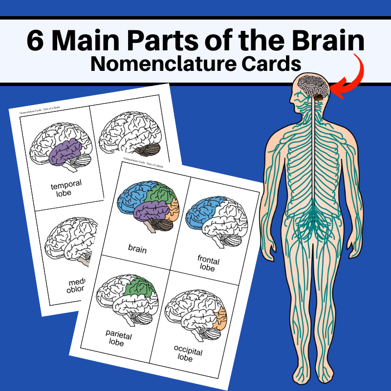 brain-nomenclature-flash-cards
