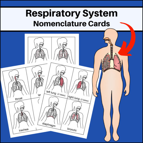 respiratory-system-nomenclature-cards
