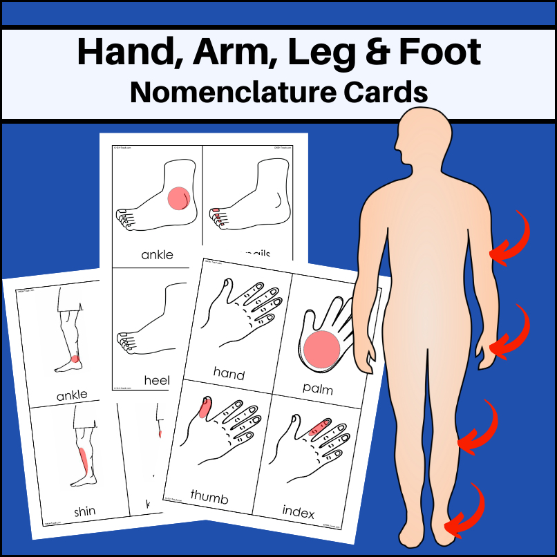 anatomy-nomenclature-cards