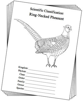 south-dakota-ring-necked-pheasant