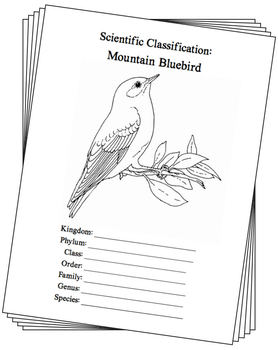 nevada-mountain-bluebird