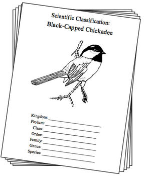 Massachusetts-chickadee