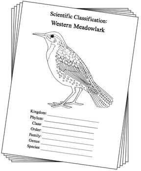 kansas-western-meadowlark