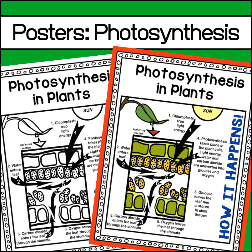 photosynthesis-posters