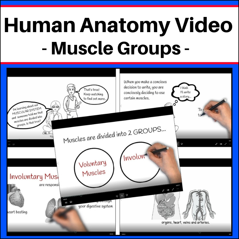 anatomy-video-muscle-groups