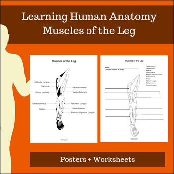 muscles-leg