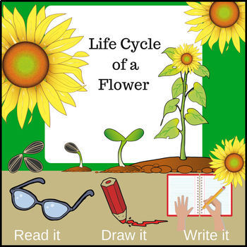 This cross-curricular (Science / Literacy - Writing ) product will have students creating their very own mini-books detailing the life cycle of a flower!

Knowledge students will learn:

Students will learn what flowers (plants) need to live and grow (soil, water, sun, air) and how a planted seed becomes a sprout, then a seedling and then a beautiful flower.

Students will:

-- read the text -- draw a picture -- write (copy) the written text
