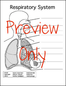 Respiratory System - Blank Diagram - My Teaching Library ...