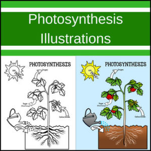 Photosynthesis Posters