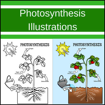 Photosynthesis Posters