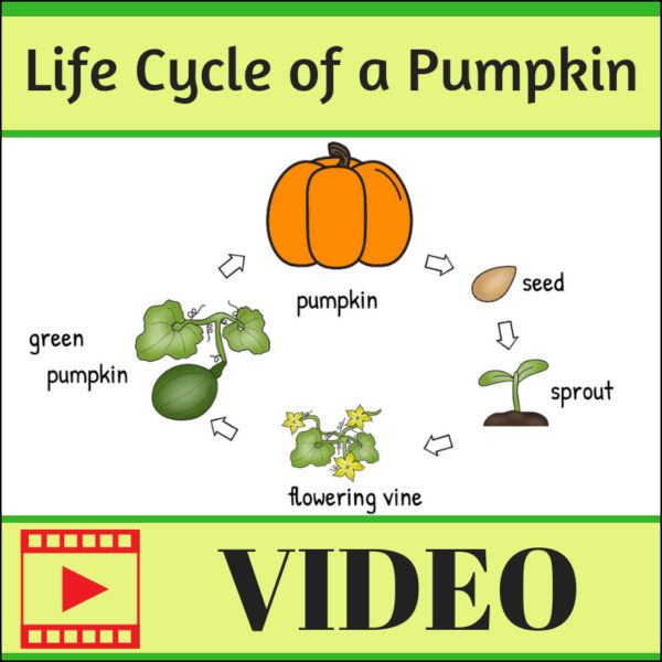 pumpkin-life-cycle-video