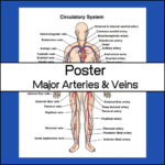 Circulatory System Poster | Major Arteries and Veins - My Teaching ...