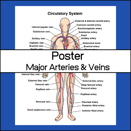 This classroom poster displays the major arteries (20) and veins (15) of the human circulatory system.