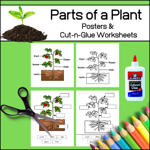 This resource includes two labeled posters (1 color - 1 b/w) and two cut-n-paste worksheets. It has been designed for younger students with only five parts of the plant listed: roots, leaves, stem,  flower and fruit.