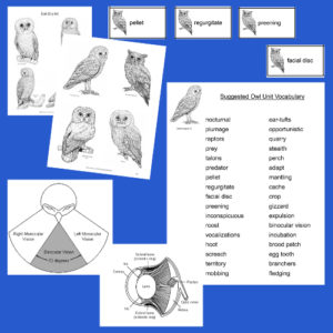 Owl Lapbook | Interactive Learning - My Teaching Library ...