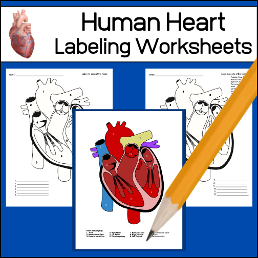 Two worksheets for students to label of the human heart. One with a word bank and one without. Answer key provided.