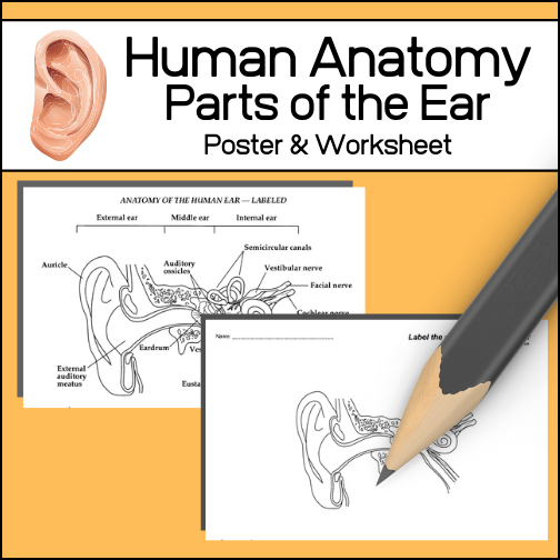 - Poster with the following parts labeled (auricle, auditory ossicles, semicircular canals, vestibule nerve, facial nerve, cochlear nerve cochlea, vestibule, eardrum, Eustachian tube, external auditory meatus)

- Student worksheet to label
