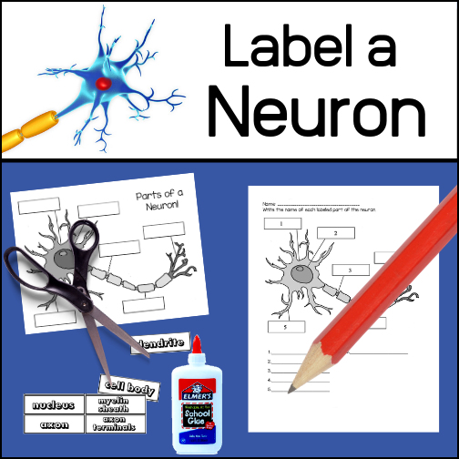 This resource is meant to help students learn and remember the basic parts of a neuron (dendrite, nucleus, cell body, myelin sheath, axon and axon terminals).